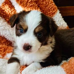 Sage - Red tri female Miniature Australian Shepherd puppy in Liberty Hill, Texas from Stone & Sage ATX Toy & Mini Aussies