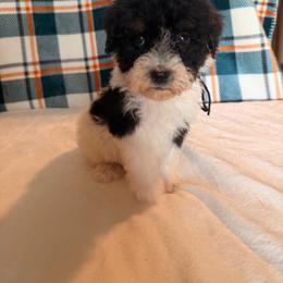 Batman - Black and white male Bernedoodle puppy in Luana, Iowa from Country View Bernedoodles and Goldendoodles