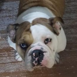 Bulldogs from Tammy's Bulldogs