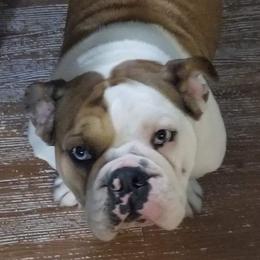 Bulldogs from Tammy's Bulldogs