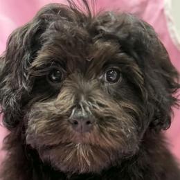 Renzo - Black male Maltipoo puppy in Lebanon, Kentucky from Mosaic Merle Doodles