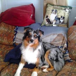 Australian Shepherd All Grown Up from Ken-Lin Aussies