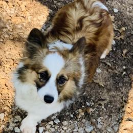 American Corgis, Australian Shepherds, and Pembroke Welsh Corgis from Chisholm Trail Kennels