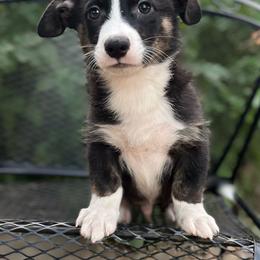 Yosemite - Black and white male American Corgi puppy in Hope, Arkansas from Foxy Knoll Farm