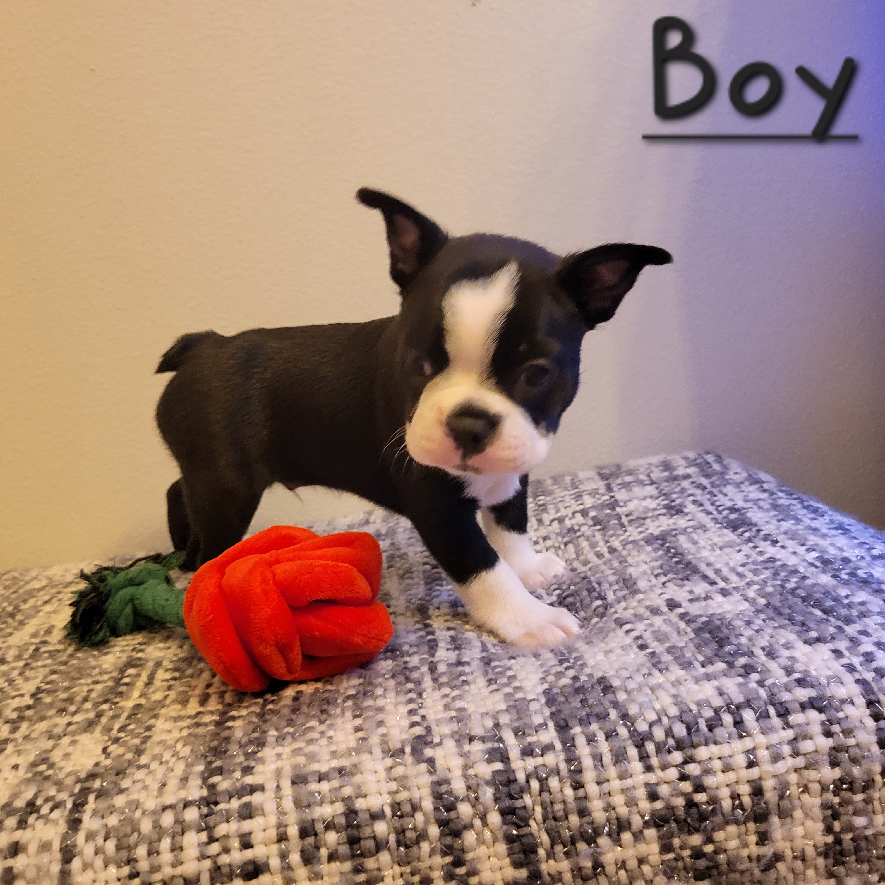 Boston Terrier All Grown Up from Remington's Chocolate Kisses