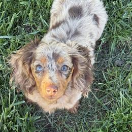Meemo - Dachshund