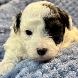 Boba - Black & white male Maltipoo puppy in Howard City, Michigan from Petite Joie Puppies