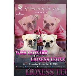 Puppies coming Dec 2025 - White male Pug puppy in Cleveland, Ohio from Whimsical White Pugs - Quality Comes First