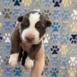 Girl 3 Light blue collar - Panda female German Shepherd puppy in Pelham, North Carolina from P & P Shepherds