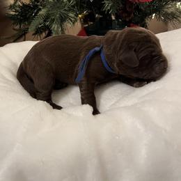 Royal Blue - Chocolate male Labrador Retriever puppy in Heath Springs, South Carolina from Rich Hill Retrievers