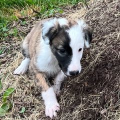 Windsprite Puppies from Propel Windsprites