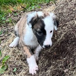 Windsprite Puppies from Propel Windsprites