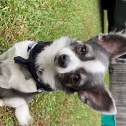 teddy - Chihuahua