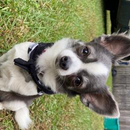 teddy - Chihuahua