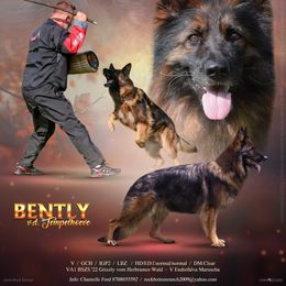 Skye - German Shepherd