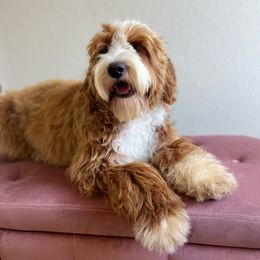 Amora - Goldendoodle