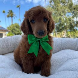 Green collar - Red  male Poodle puppy in Riverside, California from Riverside red poodles