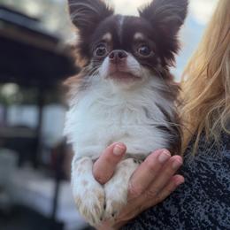 Gronk - Chocolate and white male Chihuahua puppy in Haines City, Florida from Camic Cockapoos