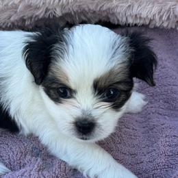 Shih Tzus, Shorkies, and Yorkshire Terriers from Tiny Tales Co.