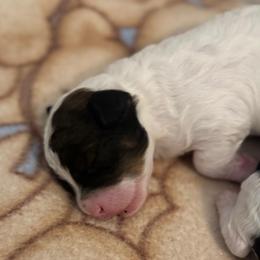 Sinatra - Phantom male Poodle puppy in Caldwell, Idaho from Leila Pearson