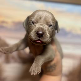 Meatball - Brindle male Great Dane puppy in Lehigh Acres, Florida from Florida Wrinkles