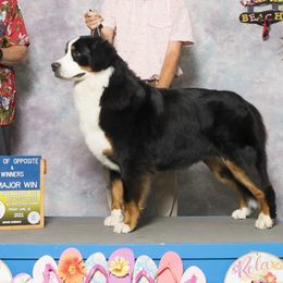 Taraji  - Bernese Mountain Dog
