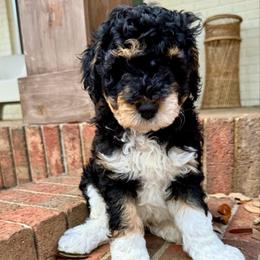 Captain - Black male Goldendoodle puppy in Ocala, Florida from The Treasured Puppies Department