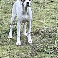 Pointer Puppies from Prosperity Pointers