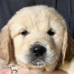 5th pick of the boys - Light golden male Golden Retriever puppy in Fisher, Illinois from Aslan's Pride of Fidei Family Farms