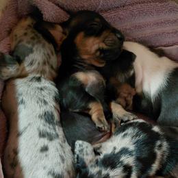 Pudding - Black and tan female Dachshund puppy in Indianapolis, Indiana from wiggly weenies