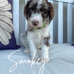 Smokey - Merle Goldendoodle puppy in Miami, Florida from Kalidoodlee