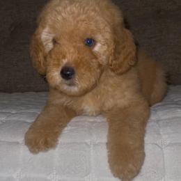 Gruene Hall (Lone Star State litter) - Red  male Goldendoodle puppy in Hopkins County, Texas from Boutique Doodles
