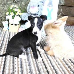 Irry Male 1 - Seal male Italian Greyhound puppy in Sparta Tn And Caryville Fl, Tennessee from Summerwind Kennel
