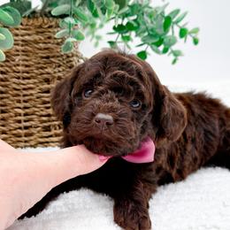 Brownie - Chocolate female Goldendoodle puppy in North Carolina from NC Doodle Puppies