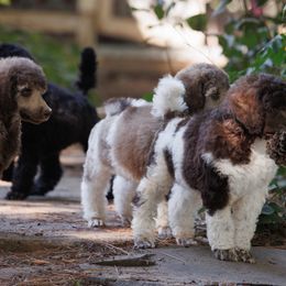 Poodle Puppies from Mystic Moon Poodles