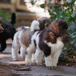 Poodle Puppies from Mystic Moon Poodles