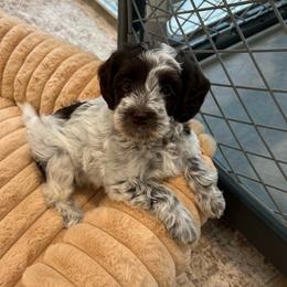 Haven - Chocolate female Australian Labradoodle puppy in Denton, Texas from Liberty Hill Labradoodles