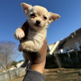 Goldie lux - Gold female Chihuahua puppy in Charlotte, North Carolina from Lawinski’s Chihuahua World