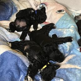 Miniature Schnauzer Puppies from Chantel's Miniature Schnauzers