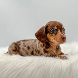 Tinsel - Dapple female Dachshund puppy in Litchfield, Illinois from Charmm Dachshunds