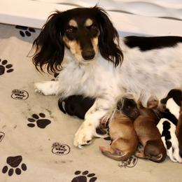 Dachshund puppies from McLovin Doxies