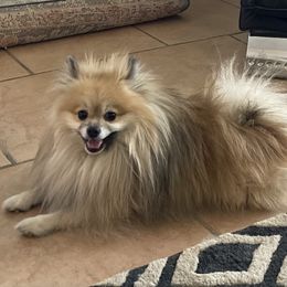 Nutmeg - Pomeranian