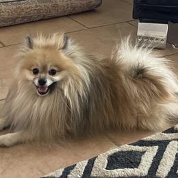 Nutmeg - Pomeranian