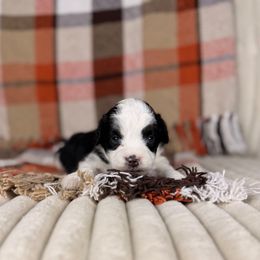 Mistletoe - Black tri-color female Aussiedoodle puppy in Sweetwater, Florida from Sandy Snout Doodles
