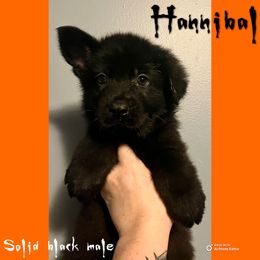 Hannibal - Black male German Shepherd puppy in Lewisburg, Kentucky from RED’s German Shepherds
