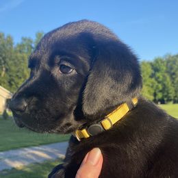 Disco-bright yellow collar - Black Labrador Retriever puppy in Springfield, Missouri from Kellner Labradors