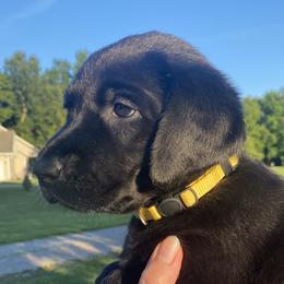 Disco-bright yellow collar - Black Labrador Retriever puppy in Springfield, Missouri from Kellner Labradors