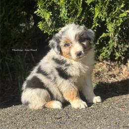 Ledger- blue Merle male 6 - Blue merle male Australian Shepherd puppy in Chehalis, Washington from Wandering Acres Ranch