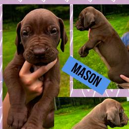 Mason - Chocolate male Great Dane puppy in Wellsville, New York from Prophecy Danes