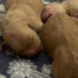 Male 1 - Golden male Golden Retriever puppy in Bonanza, Oregon from Gold 'N Dust Ranch